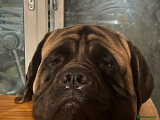 Mastiff dogs - Advert 2