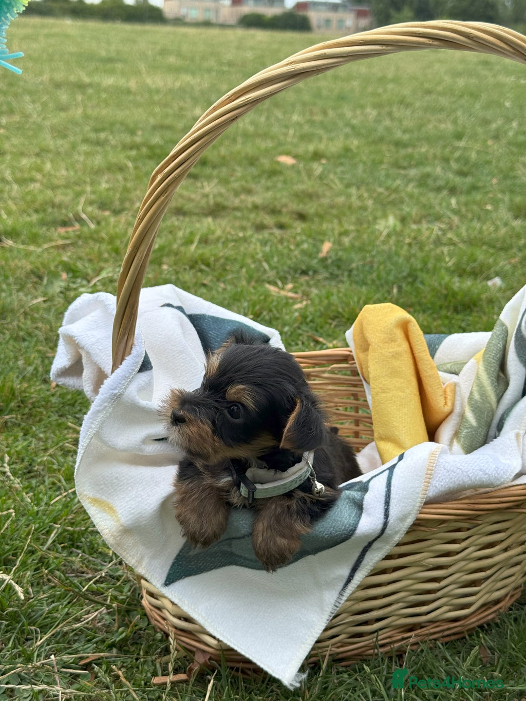Yorkshire Terrier dogs for sale: Mini Yorkshire Terrier Puppies looking for Home - Image 13
