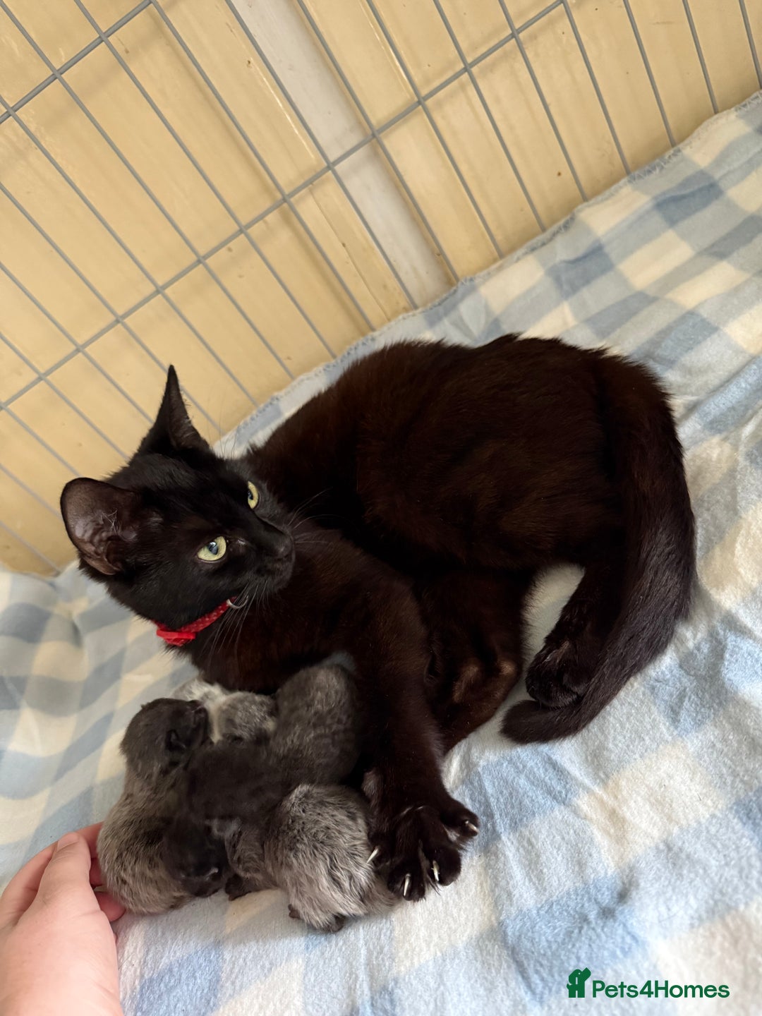 Mixed Breed cats for sale: 3 Gorgeous Girls - Image 17