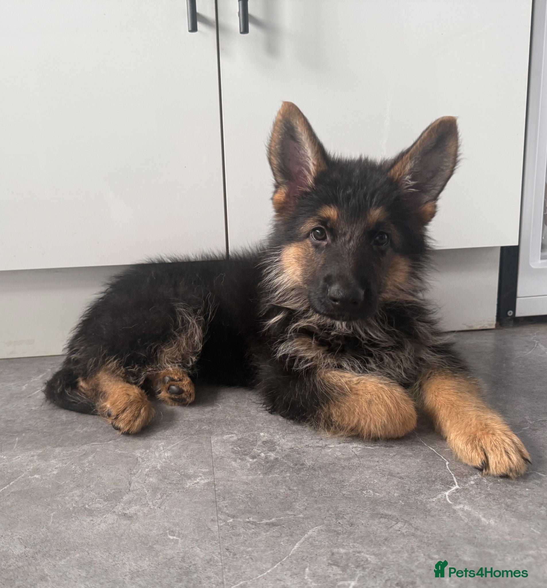 German Shepherd dogs German shepherd pups  - Advert 1