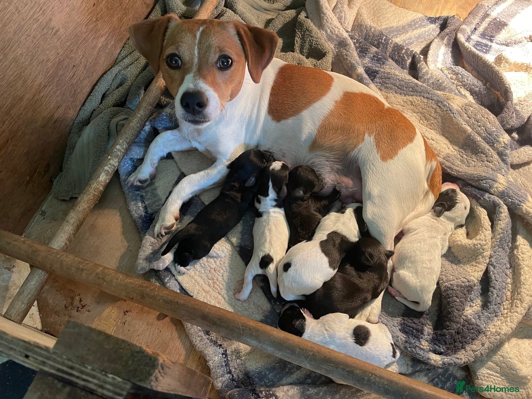 Mixed Breed dogs for sale: Jackapoo puppies for sale - Image 16