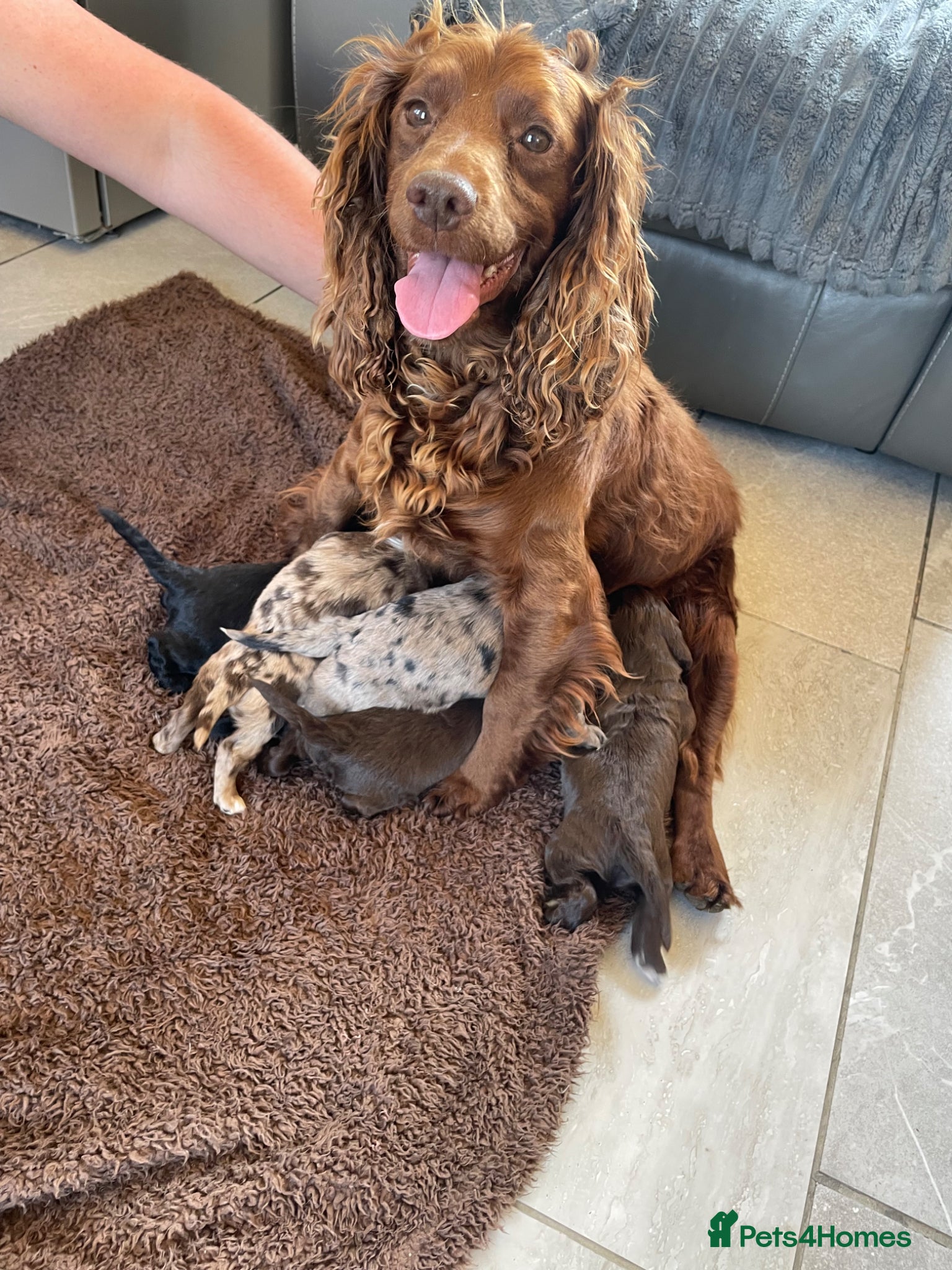 Cocker Spaniel dogs WORKING COCKER SPANIEL PUPS READY 26TH MAY - Advert 1