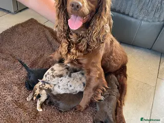 Cocker Spaniel dogs WORKING COCKER SPANIEL PUPS READY 26TH MAY - Advert 2