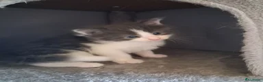 Maine Coon 1