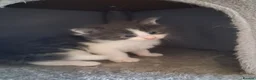 Maine Coon cats for sale: 🐾 **Beautiful Maine Coon Kittens for Sale** 🐾 in Thetford - Advert 5