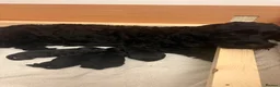 Mixed Breed dogs for sale: 4 beautiful female Puppies  - Advert 8