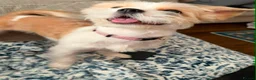 Mixed Breed dogs for sale: Female Shih Tzu cross chihuahua for rehoming - Advert 2