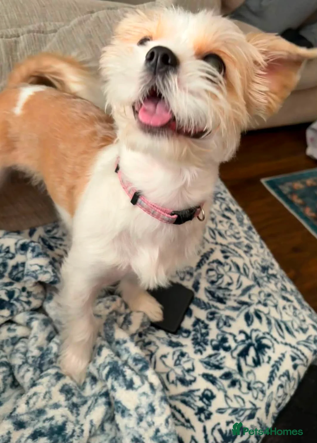 Mixed Breed dogs for sale: Female Shih Tzu cross chihuahua for rehoming - Advert 2