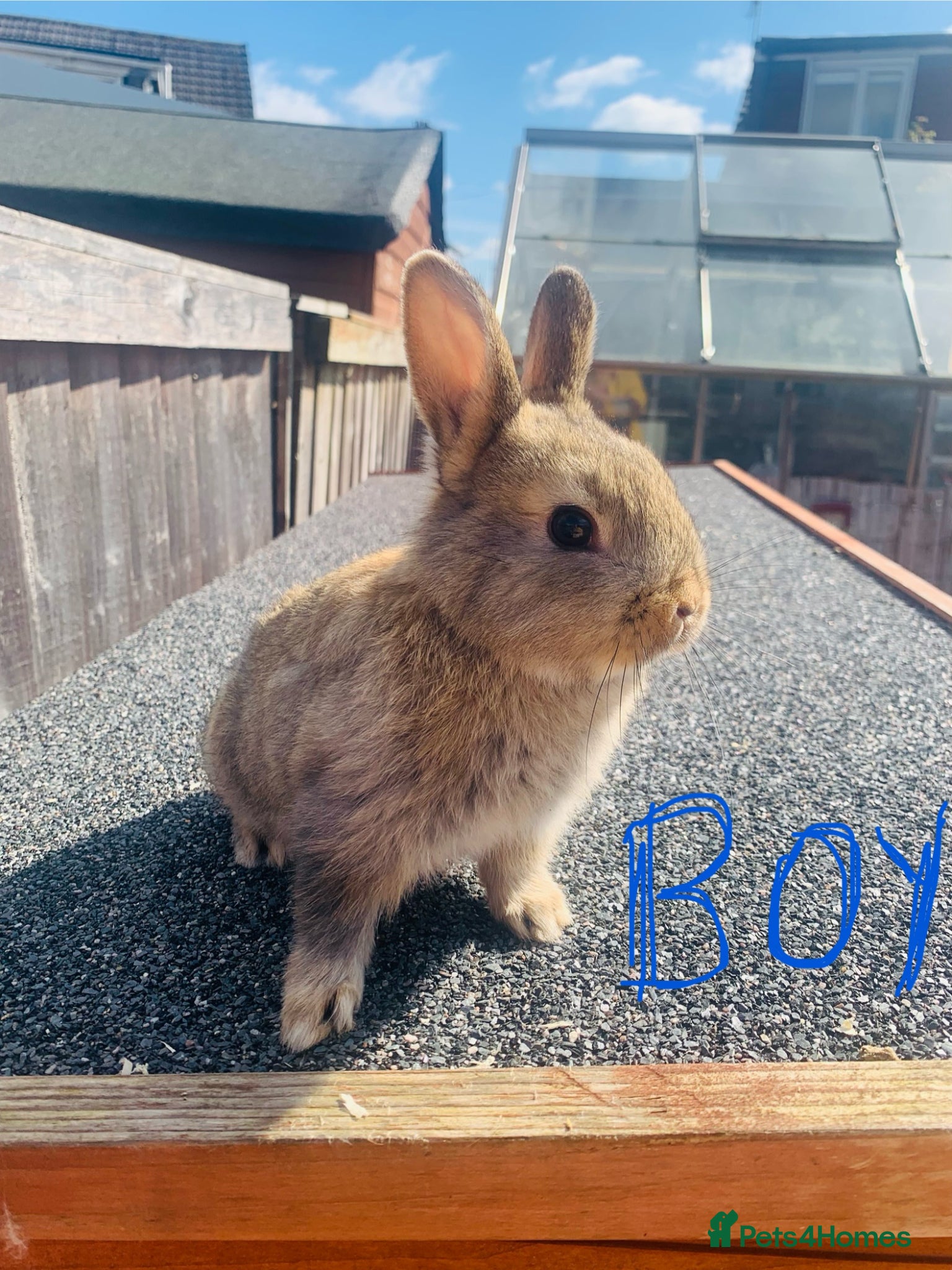 Netherland Dwarf rabbits Netherland Dwarf Cross Baby Rabbits  - Advert 2