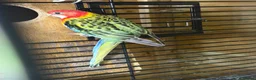 Mixed Breed birds for sale: Variety of rosellas & conure - Advert 2