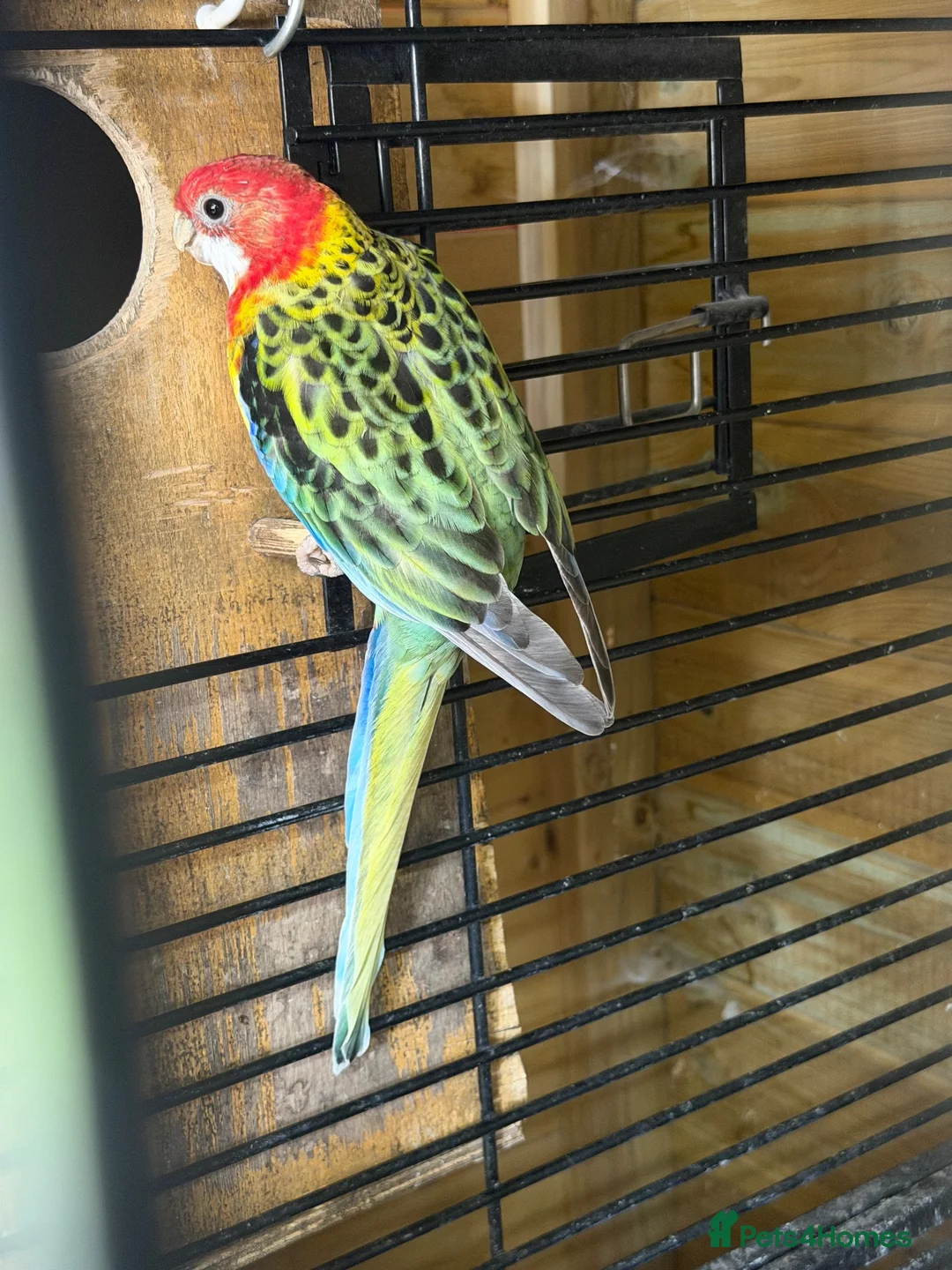 Mixed Breed birds for sale: Variety of rosellas & conure - Advert 2