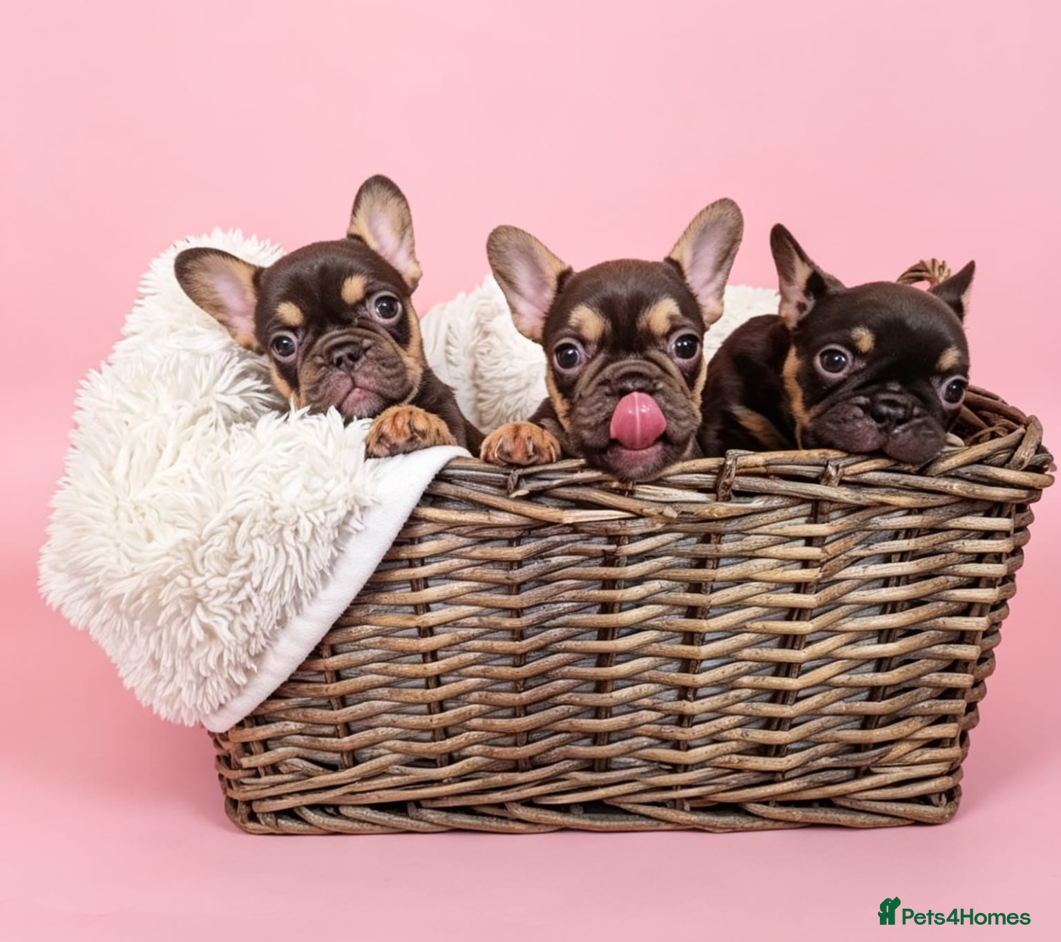 French Bulldog dogs ⭐️Coco&Nero⭐️ - Advert 1