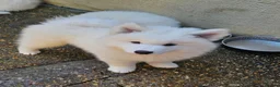 Samoyed dogs for sale: SAMOYED PUPPIES ONLY THREE GIRLS AVAILABLE  in Dagenham - Advert 13