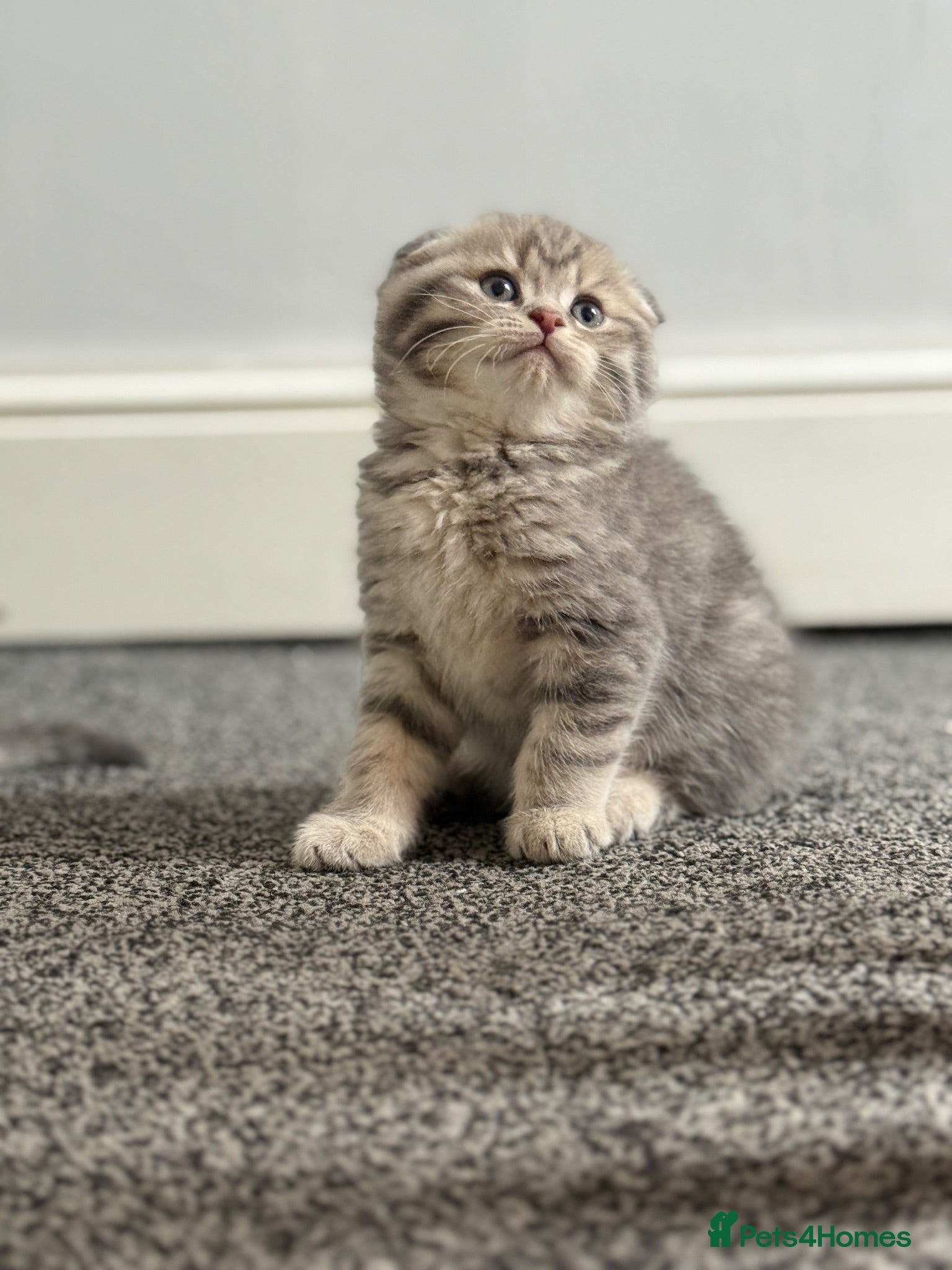 British Shorthair cats Scottish Fold/ Straight kittens available now - Advert 1