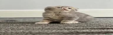 British Shorthair Kitten 4