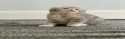 British Shorthair cats for sale: Scottish Fold/ Straight kittens available now - Advert 1