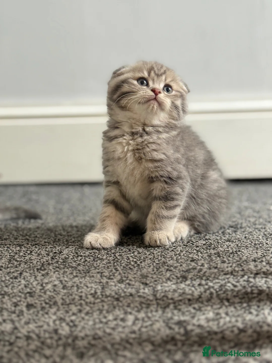 British Shorthair cats for sale: Scottish Fold/ Straight kittens available now - Advert 1