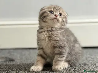 British Shorthair cats Scottish Fold/ Straight kittens available now - Advert 1