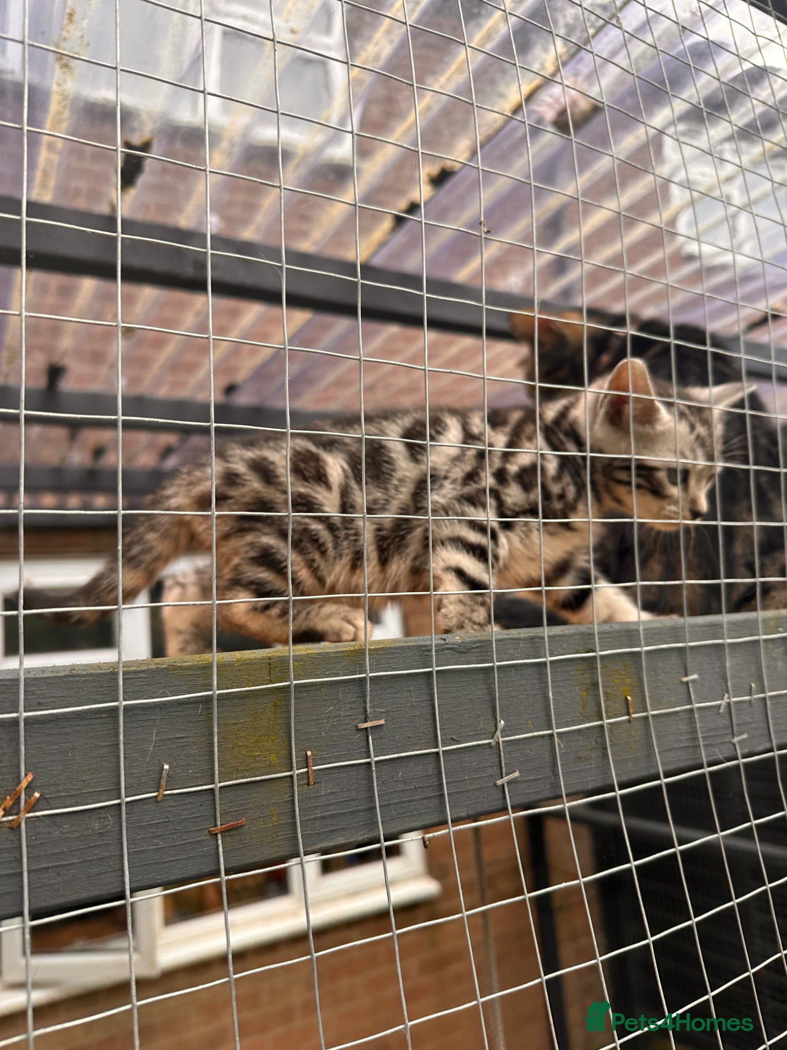 Bengal cats ✨beautiful Bengal kittens✨ - Advert 1