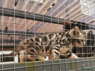 Bengal cats ✨beautiful Bengal kittens✨ ready to go 🏡 - Advert 3