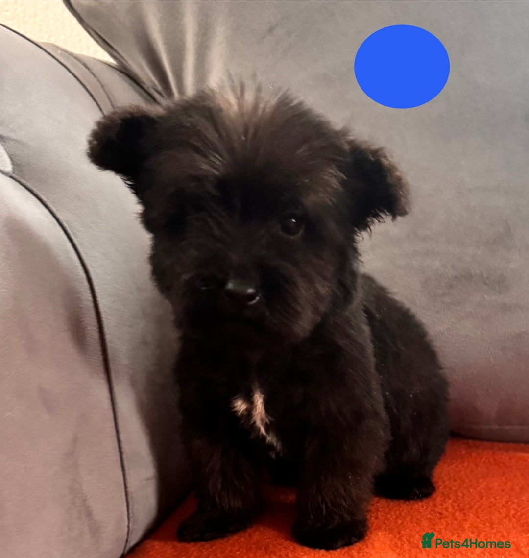 Mixed Breed dogs for sale: Beautiful F1 schnoodle puppy’s  - Image 4