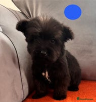 Mixed Breed dogs - Advert 5