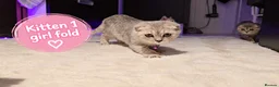 Scottish Fold cats for sale: 🐾 Beautiful Scottish Fold & Scottish Straight🐾 - Advert 25