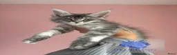 Maine Coon cats for sale: Stunning TICA registered Maine coon female kitten - Advert 1