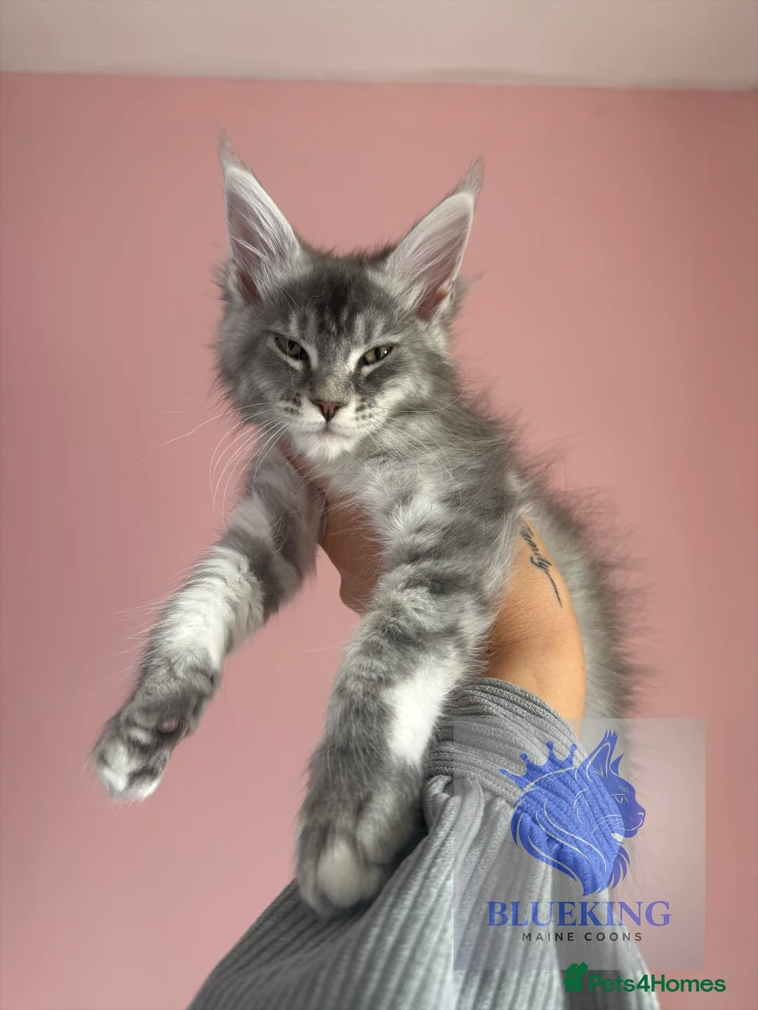 Maine Coon cats for sale: Stunning TICA registered Maine coon female kitten - Advert 1