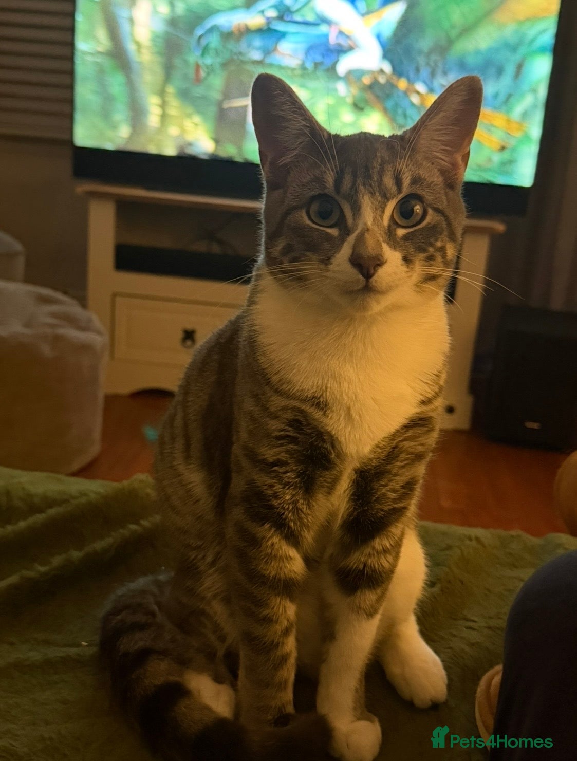 Mixed Breed cats 8 month old kitten - Advert 18