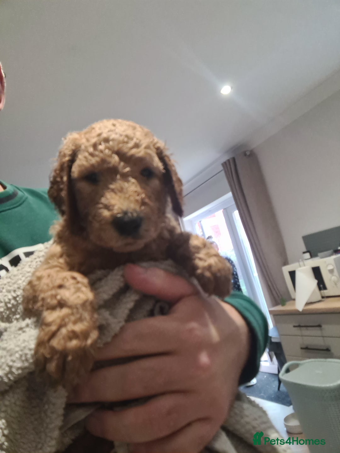 Goldendoodle dogs for sale: 🐾 Adorable Standard Goldendoodle Puppies 🐾 - Image 31