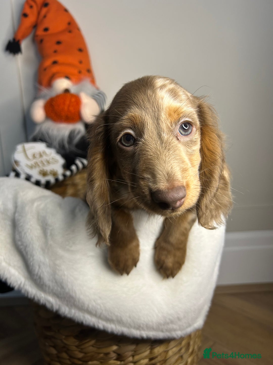 Miniature Dachshund dogs for sale: 🤍🐾 STUNNING DAPPLE BOY READY TO GO 🐾🤍 - Image 32
