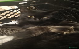 Domestic Shorthair cats for sale: Kittens looking for forever homes  - Image 8