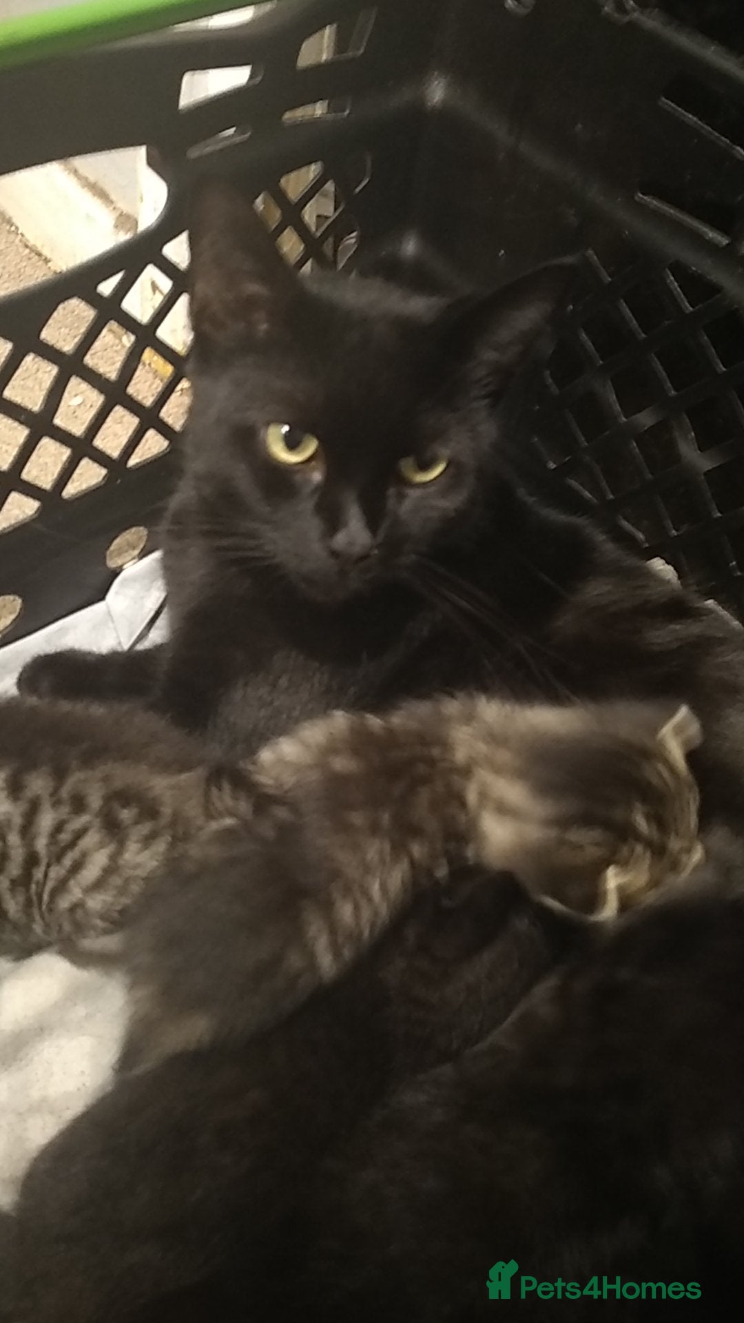 Domestic Shorthair cats for sale: Kittens looking for forever homes  - Image 8