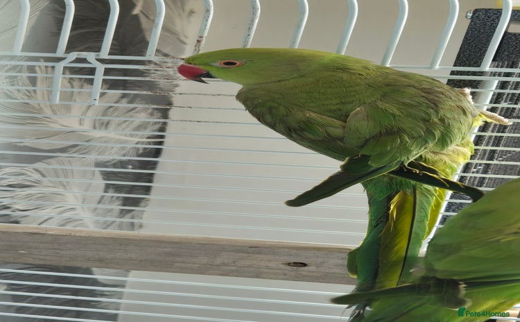 Parrots birds - Advert 16