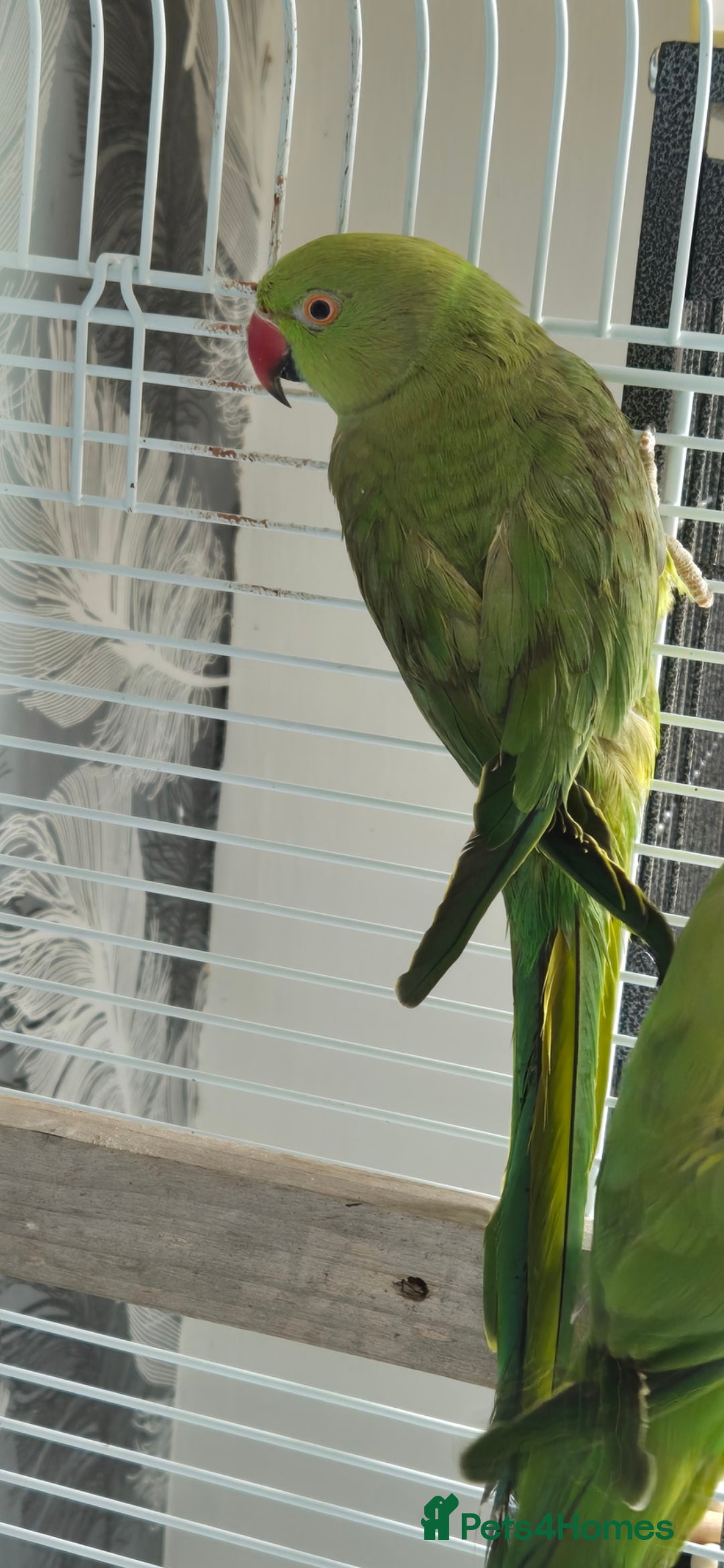 Parrots birds for sale: Female indian ringneck - Image 1