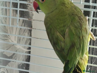 Parrots birds - Advert 2