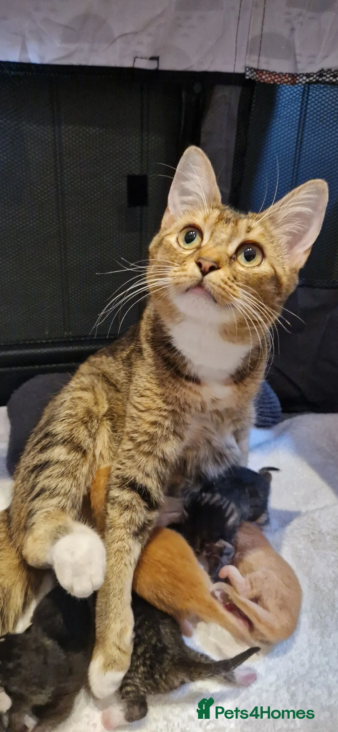 Ragdoll cats for sale: Ragdoll Cross tabby & ginger Kittens  - Advert 6