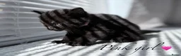 Mixed Breed cats for sale: 🐈‍⬛ Beautiful Russian Blue Cross Kittens 🐈‍⬛ - Advert 14