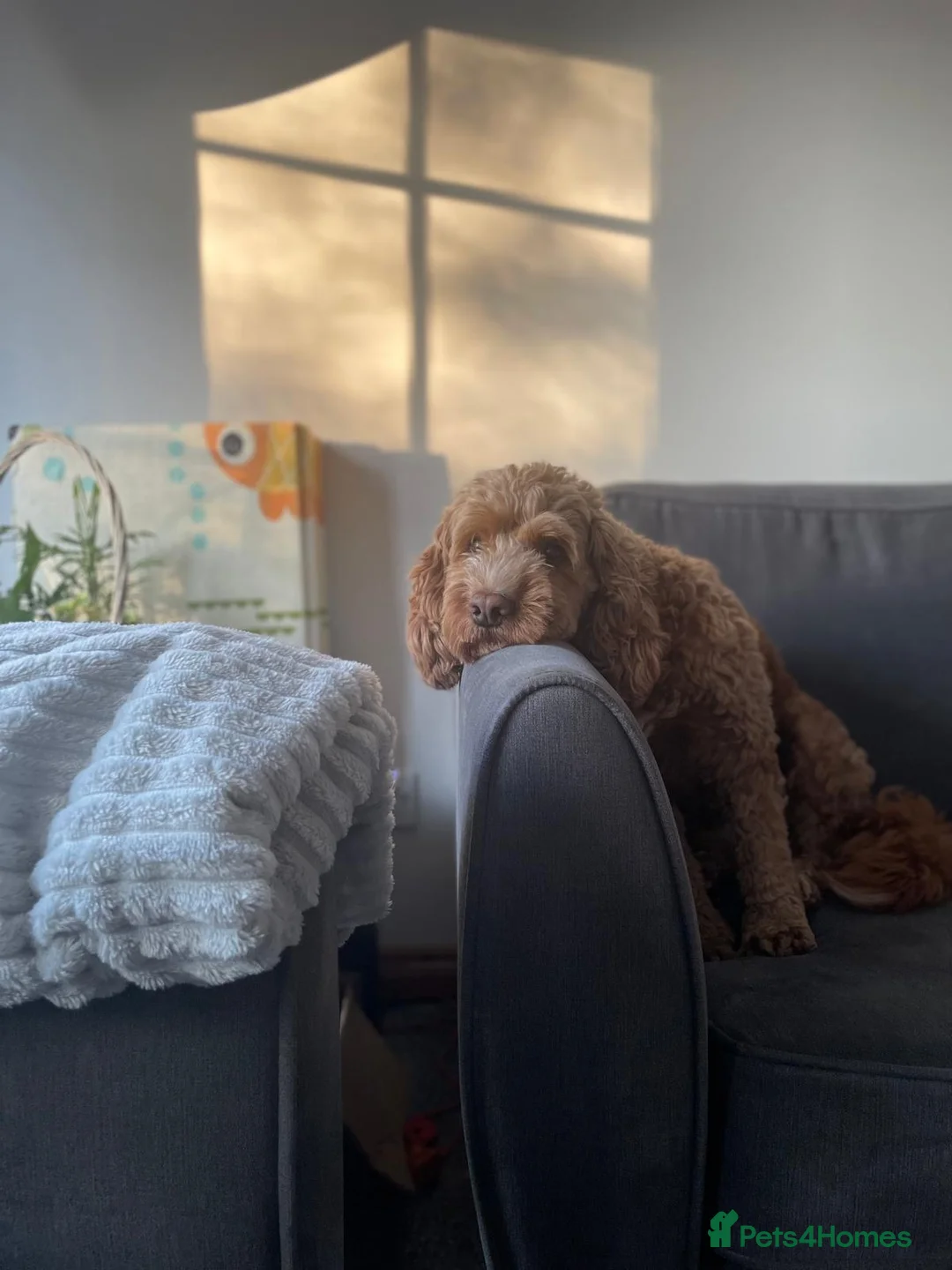 Cockapoo dogs for stud: Proven Red F1 Cockapoo Stud - Advert 2