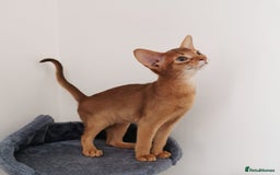 Abyssinian cats for sale: Available NOW 🤩Abyssinian kittens 😍 in Lincoln - Image 12