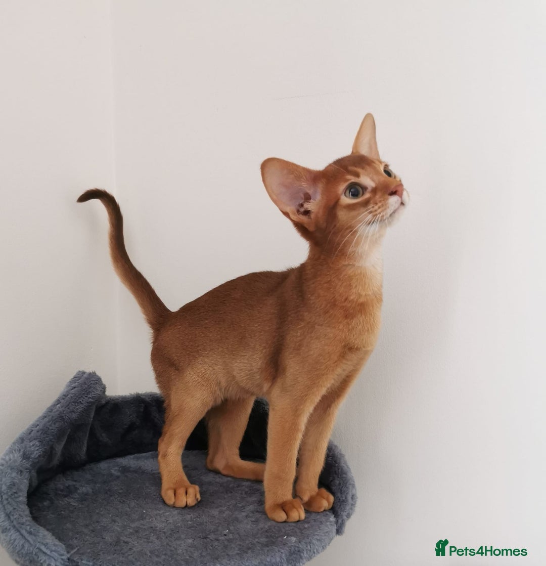 Abyssinian cats for sale: Available NOW 🤩Abyssinian kittens 😍 in Lincoln - Image 12