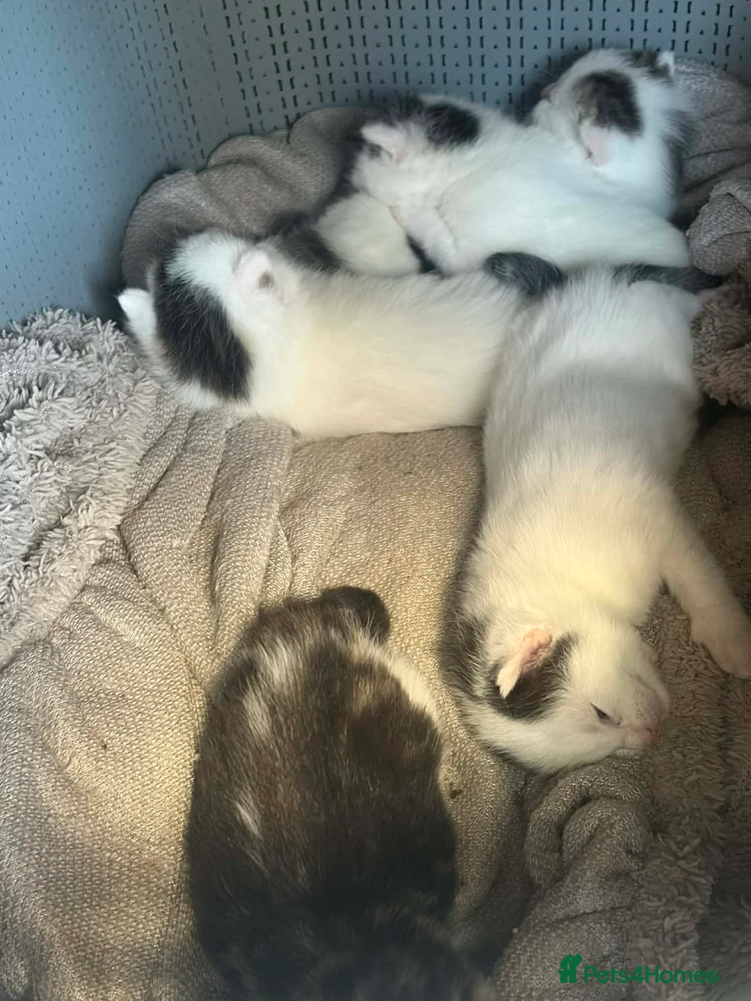 Mixed Breed cats for sale: Kittens - Advert 2