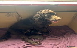 Sprocker dogs for sale: Sprocker puppies - Image 16