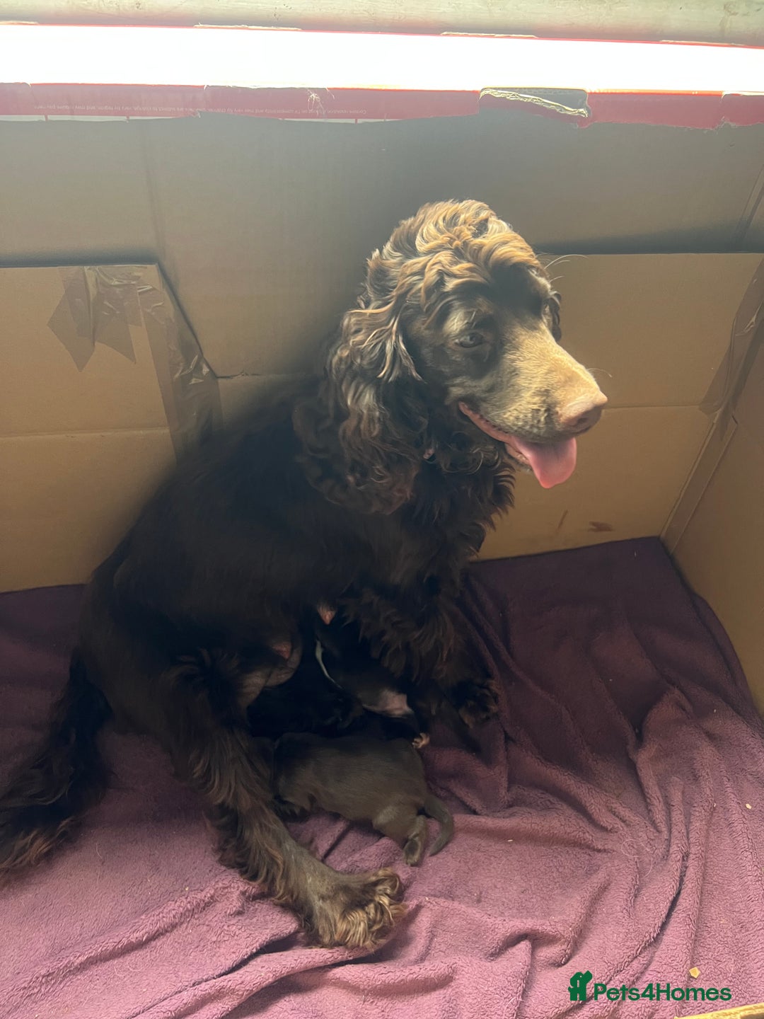 Sprocker dogs for sale: Sprocker puppies - Image 16