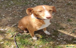 Mixed Breed dogs for adoption: Friendly, cute Little Mouse in Salisbury - Image 4