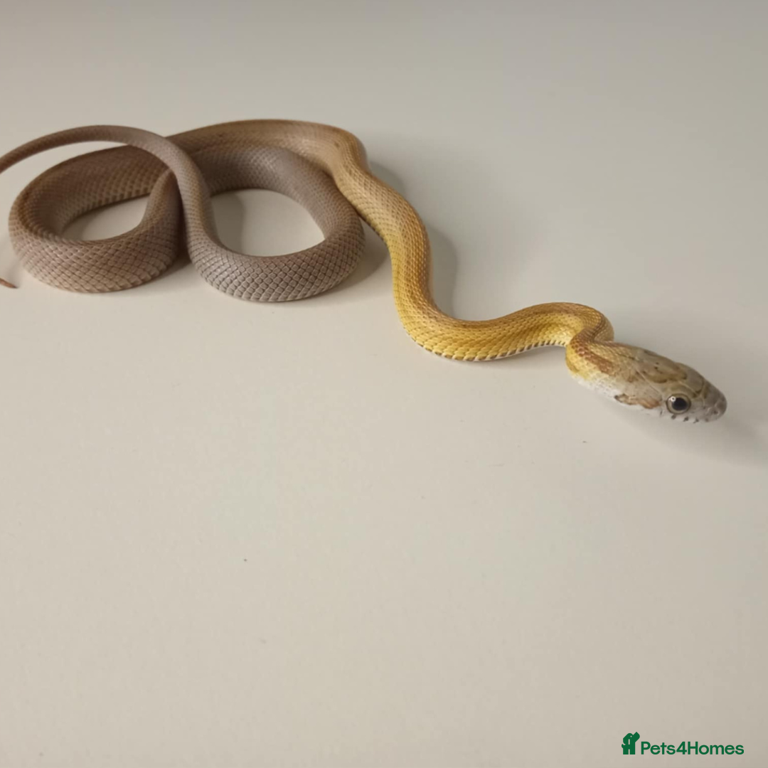 Corn Snake reptiles for sale: Corn Snakes Available UKCB25 - Advert 6