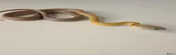 Corn Snake reptiles for sale: Corn Snakes Available UKCB25 - Advert 6
