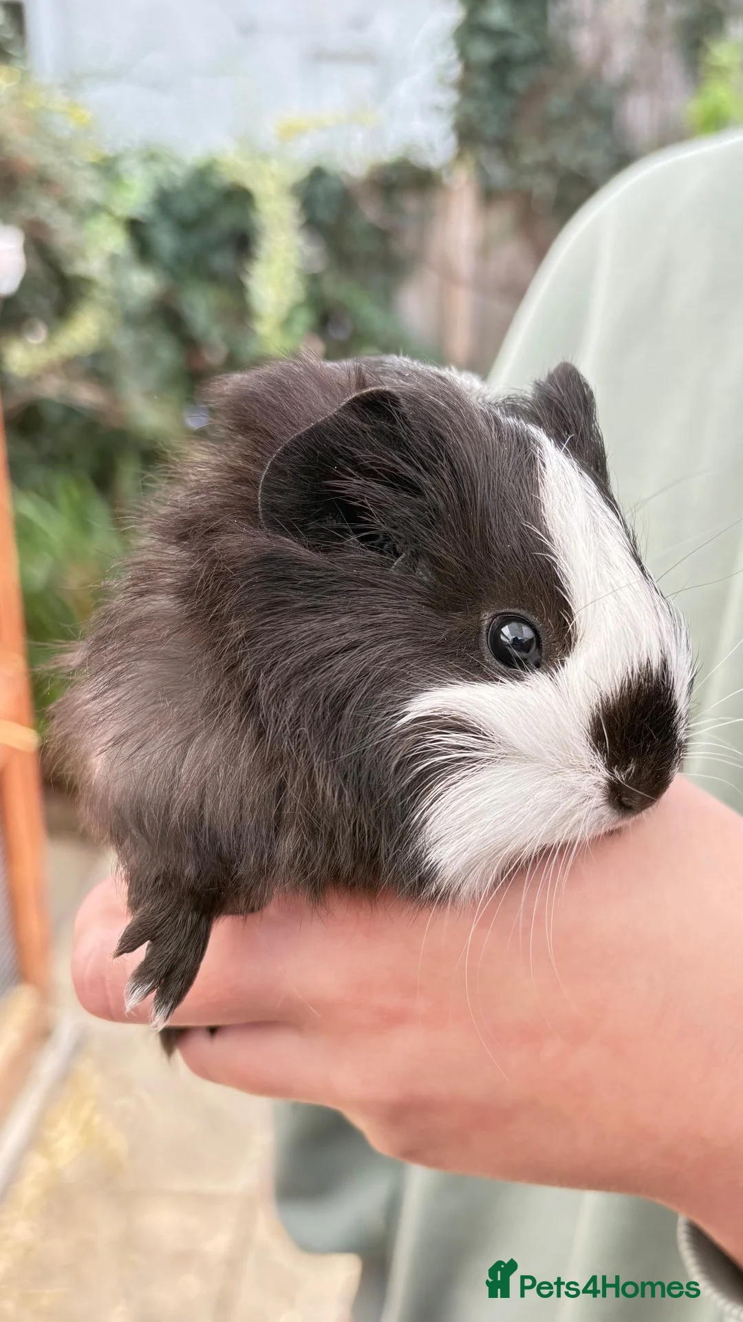 Guinea Pig rodents for sale: Baby guineas for sale - Advert 5