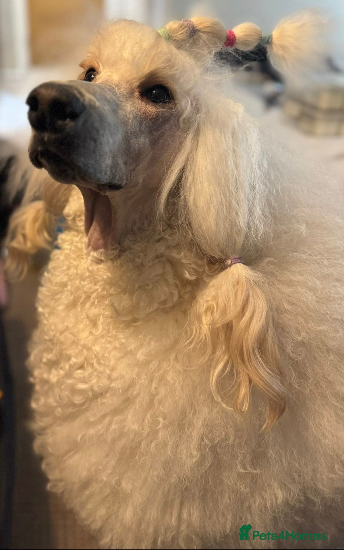 Standard Poodle dogs Looking for a forever home for my Standard boy - Advert 10